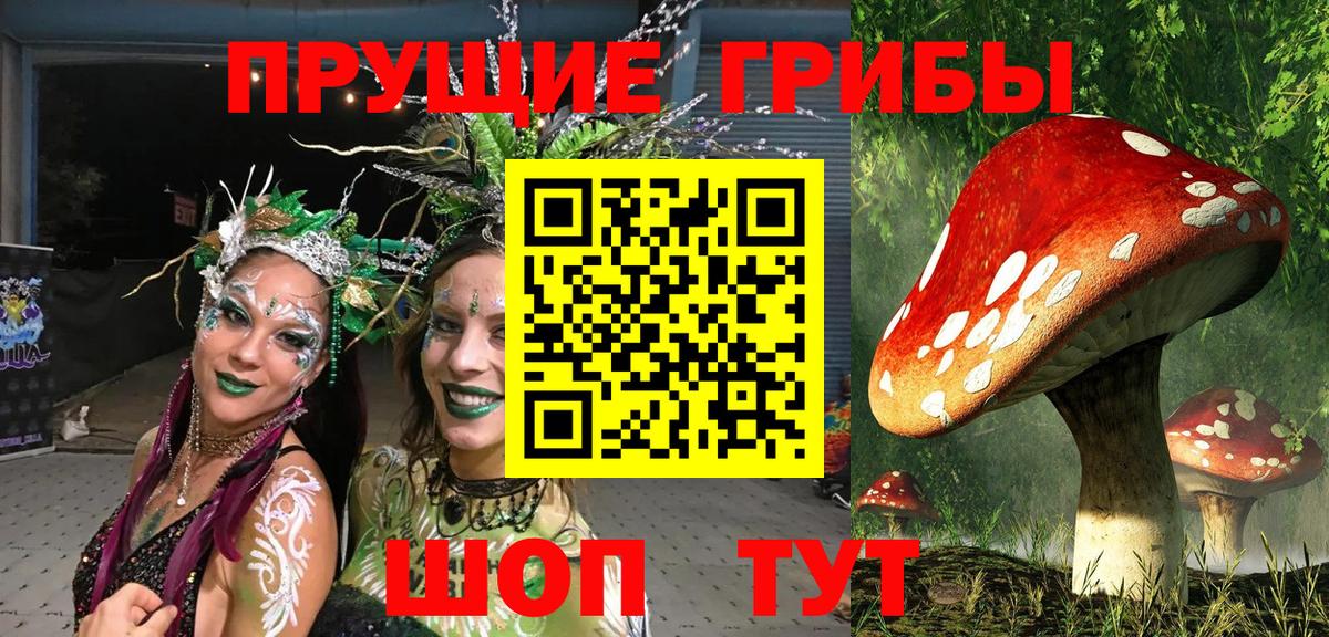 Псилоцибиновые грибы Psilocybe Черняховск